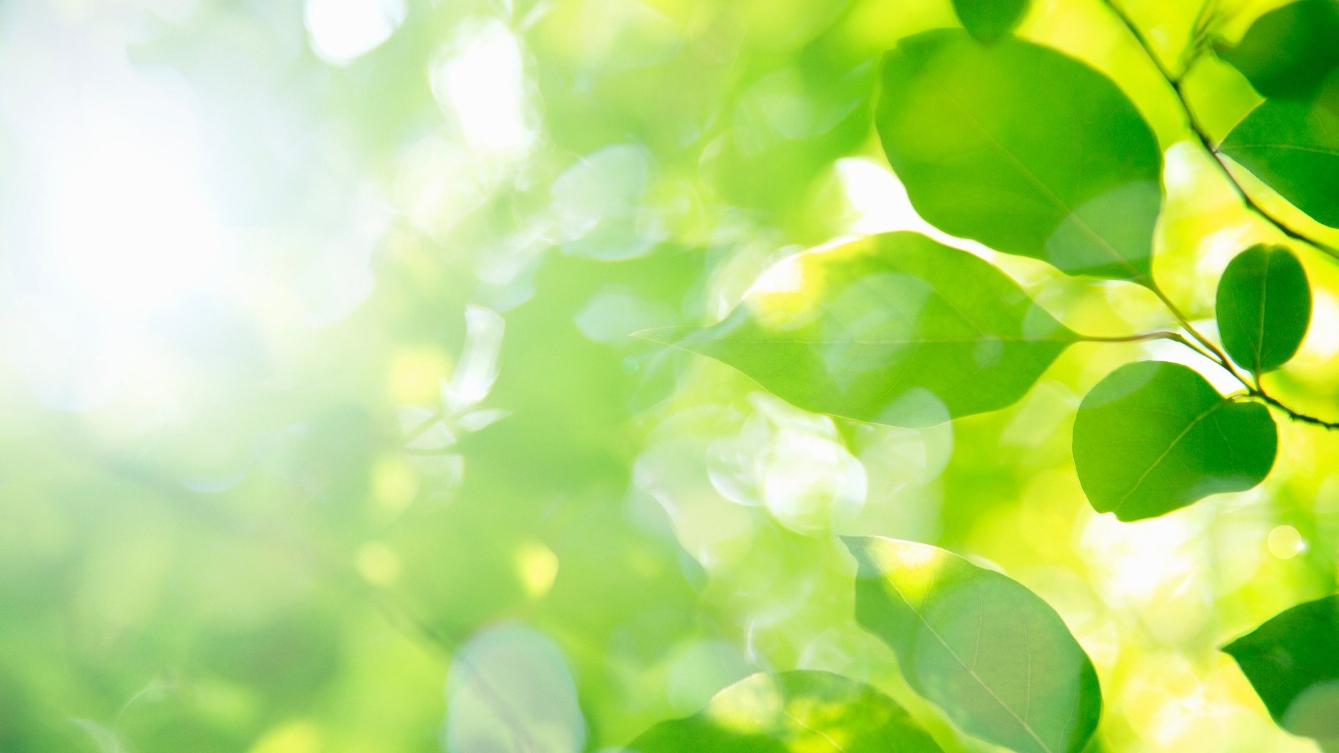 Bright green leaves in soft sunlight